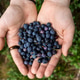 A handful of blueberries in open hands A handful of blueberries in open hands - PhotoDune Item for Sale