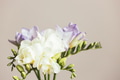 Bouquet of White and Lilac Freesias. Bouquet of White and Lilac Freesias. - PhotoDune Item for Sale