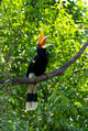 The rhinoceros hornbill (Buceros rhinoceros) is a large species of forest hornbill (Bucerotidae). The rhinoceros hornbill (Buceros rhinoceros) is a large species of forest hornbill (Bucerotidae). - PhotoDune Item for Sale