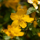 Yellow flowers Yellow flowers - PhotoDune Item for Sale