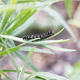 Painted Lady Catepillar Painted Lady Catepillar - PhotoDune Item for Sale