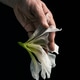 man's hand holding wilted flower, concept of melancholy sadness fatigue despair or depression man's hand holding wilted flower, concept of melancholy sadness fatigue despair or depression - PhotoDune Item for Sale