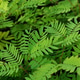Leucaena leucocephala Leucaena leucocephala - PhotoDune Item for Sale