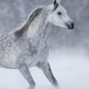Purebred grey arabian horse running during blizzard. Purebred grey arabian horse running during blizzard. - PhotoDune Item for Sale