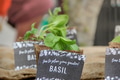 Selective focus of basil plants in sustainable containers at Farmers Market to be planted in garden Selective focus of basil plants in sustainable containers at Farmers Market to be planted in garden - PhotoDune Item for Sale