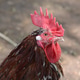 A close-up of a rooster's head. A close-up of a rooster's head. - PhotoDune Item for Sale