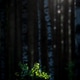 A green twig in the forest illuminated by the sun's rays A green twig in the forest illuminated by the sun's rays - PhotoDune Item for Sale