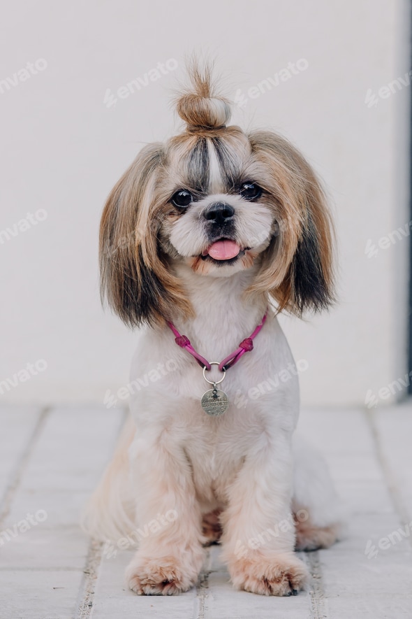 Funny Dog Grooming Cute Funny Shih Tzu Breed Dog Dog Funny Dog At