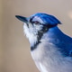 Portrait of a Bluejay Portrait of a Bluejay - PhotoDune Item for Sale