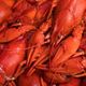 boiled red crayfish background for menu. top view, close up photo. a plate of cooked crayfish. boiled red crayfish background for menu. top view, close up photo. a plate of cooked crayfish. - PhotoDune Item for Sale