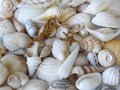 Textured overhead of mixed neutral seashells and seahorse tropical background. Textured overhead of mixed neutral seashells and seahorse tropical background. - PhotoDune Item for Sale