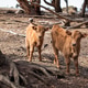 Curious Calves Explore Dry Woodland Paddock Curious Calves Explore Dry Woodland Paddock - PhotoDune Item for Sale
