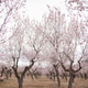 pastel pink blossoms of almond trees in lane of orchard pastel pink blossoms of almond trees in lane of orchard - PhotoDune Item for Sale
