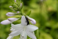 Hosta or plantain lilies plant closeup with a bee in the blooming flowers for natural background Hosta or plantain lilies plant closeup with a bee in the blooming flowers for natural background - PhotoDune Item for Sale