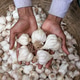 Hands Holding Fresh Garlic Bulbs Hands Holding Fresh Garlic Bulbs - PhotoDune Item for Sale