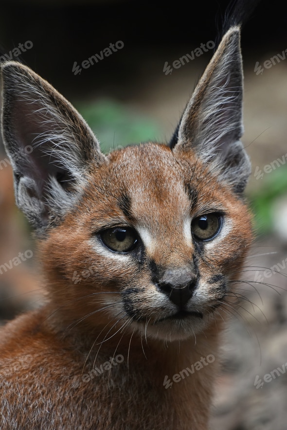 Exotic Cats Siberian Caracal Cat Price Siberian Caracal Price