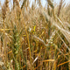Spiking golden ears of wheat close-up on the background of a golden field. The theme of agriculture, Spiking golden ears of wheat close-up on the background of a golden field. The theme of agriculture, - PhotoDune Item for Sale
