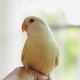 Pets in the house, cute little yellow birds. Pets in the house, cute little yellow birds. - PhotoDune Item for Sale