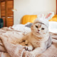 Domestic cat wearing bunny ears lying on a bed with patterned blanket Domestic cat wearing bunny ears lying on a bed with patterned blanket - PhotoDune Item for Sale
