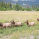 A large male elk corrals his herd of females during rutting season. A large male elk corrals his herd of females during rutting season. - PhotoDune Item for Sale