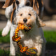 Energetic Maltipoo Puppy Running Outdoors in the Sun Carrying Energetic Maltipoo Puppy Running Outdoors in the Sun Carrying - PhotoDune Item for Sale