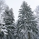 two tall spruces covered with snow two tall spruces covered with snow - PhotoDune Item for Sale