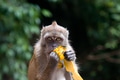 Monkey sits and eats banana Monkey sits and eats banana - PhotoDune Item for Sale