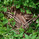Dry coconut leaf overtaken by lush green weeds in natural setting Dry coconut leaf overtaken by lush green weeds in natural setting - PhotoDune Item for Sale