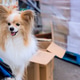 Cute dog sits by boxes in busy market during day, enjoying surrounding activity sights Cute dog sits by boxes in busy market during day, enjoying surrounding activity sights - PhotoDune Item for Sale