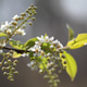 Spring flowers Spring flowers - PhotoDune Item for Sale
