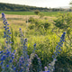 Flowers in the field Flowers in the field - PhotoDune Item for Sale