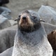 Northern Fur Seal, Alaska Northern Fur Seal, Alaska - PhotoDune Item for Sale
