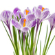 Crocus flowers isolated on white background Crocus flowers isolated on white background - PhotoDune Item for Sale