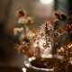 backlited flowers in vase on the table in sunset time backlited flowers in vase on the table in sunset time - PhotoDune Item for Sale