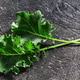 Green Kale or leafy kabbage baby leflets atop dark textured backdrop. Brassica oleracea plant Green Kale or leafy kabbage baby leflets atop dark textured backdrop. Brassica oleracea plant - PhotoDune Item for Sale