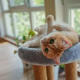 The ginger cat is playful. The ginger cat is playful. - PhotoDune Item for Sale