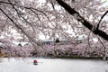 Beautiful cherry blossom flower in Japan Beautiful cherry blossom flower in Japan - PhotoDune Item for Sale