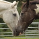 Making friends. Two horses introducing themselves. Making friends. Two horses introducing themselves. - PhotoDune Item for Sale