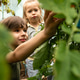 Two kids choosing and harvesting ripe vegetables in greenhouse. Two kids choosing and harvesting ripe vegetables in greenhouse. - PhotoDune Item for Sale