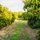 Orange grove in Valencia, next to the Mediterranean. Orange grove in Valencia, next to the Mediterranean. - PhotoDune Item for Sale