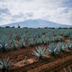 Tequila agave landscape in Jalisco Mexico Tequila agave landscape in Jalisco Mexico - PhotoDune Item for Sale