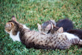 Mother cat feeding her kitten children outdoors Mother cat feeding her kitten children outdoors - PhotoDune Item for Sale