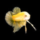 betta fish on black betta fish on black - PhotoDune Item for Sale