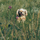 happy cocker spaniel dog with light brown fur runs through a grassy field filled with wildflowers. happy cocker spaniel dog with light brown fur runs through a grassy field filled with wildflowers. - PhotoDune Item for Sale