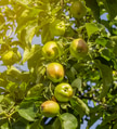 Green apples on an apple-tree branch in garden Green apples on an apple-tree branch in garden - PhotoDune Item for Sale