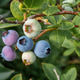 Blueberry harvest close-up on a bush branch Blueberry harvest close-up on a bush branch - PhotoDune Item for Sale