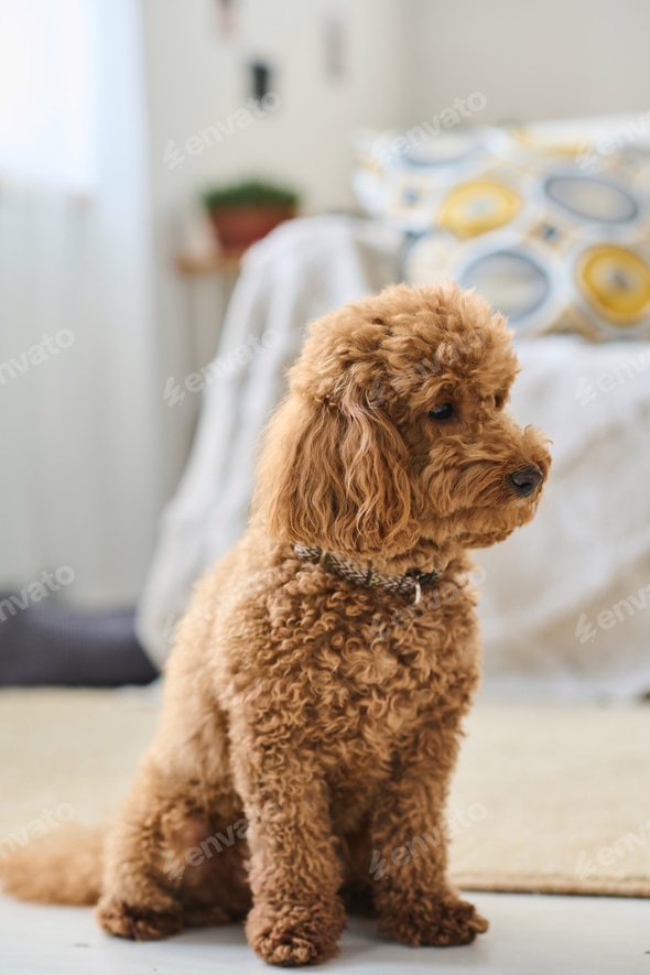Small Wavy Haired Dogs Little Curly Haired Dog Tiny Curly Haired