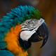 Macaw parrot blue-and-yellow Macaw parrot blue-and-yellow - PhotoDune Item for Sale