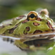 Frog Swimming on Water Frog Swimming on Water - PhotoDune Item for Sale