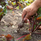 A man harvests beets from a garden bed A man harvests beets from a garden bed - PhotoDune Item for Sale